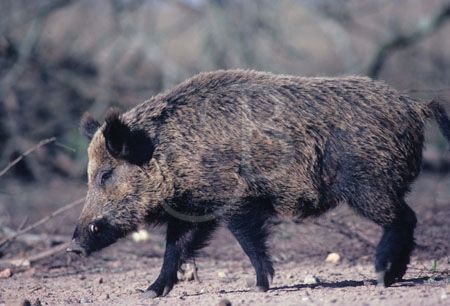 TRUE LIFE TARGET WILD BOAR
