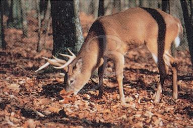 TRUE LIFE TARGET #102 COLOR DEER