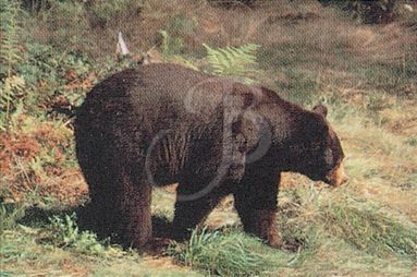 TRUE LIFE TARGET #104 COLOR BEAR