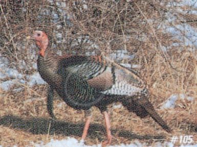 TRUE LIFE TARGET #105 COLOR TURKEY