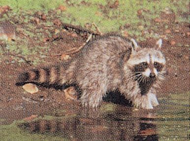 TRUE LIFE TARGET #106 COLOR RACOON