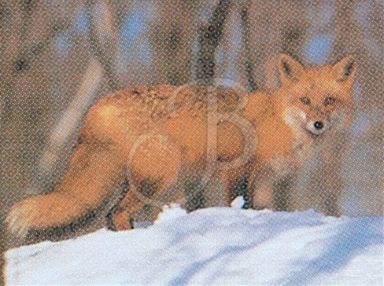 TRUE LIFE TARGET #107 COLOR FOX