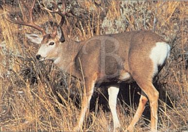 TRUE LIFE TARGET #109 COLOR MULE DEER