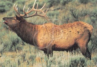 TRUE LIFE TARGET #110 COLOR ELK