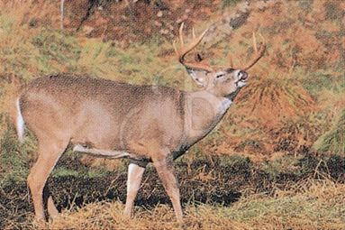 TRUE LIFE TARGET #203 COLOR DEER