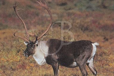 TRUE LIFE TARGET #495 COLOR CARIBOU