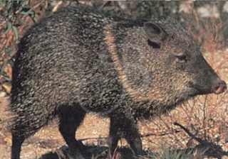 TRUE LIFE TARGET #115 COLOR JAVELINA